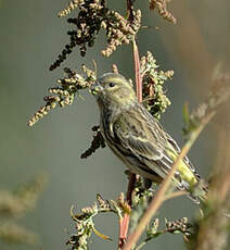 Serin cini