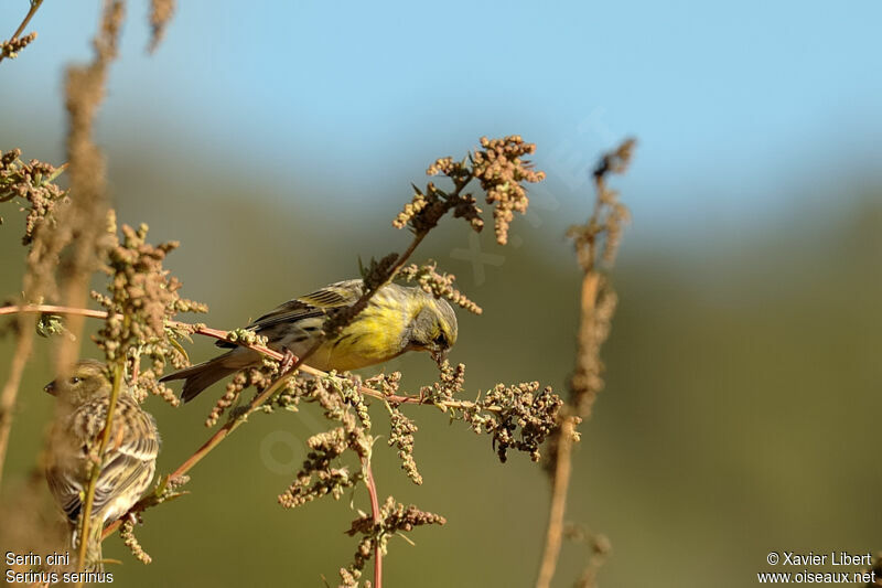 European Serin adult, feeding habits