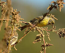 Serin cini