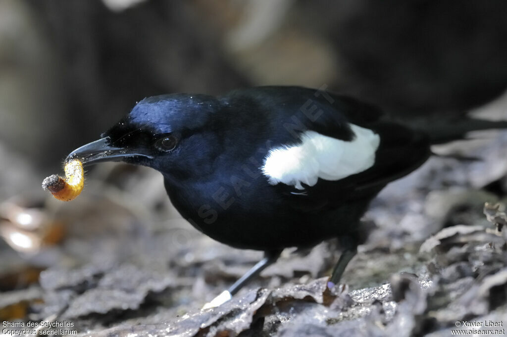 Seychelles Magpie-Robin, identification