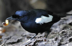 Seychelles Magpie-Robin