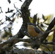 Eurasian Nuthatch