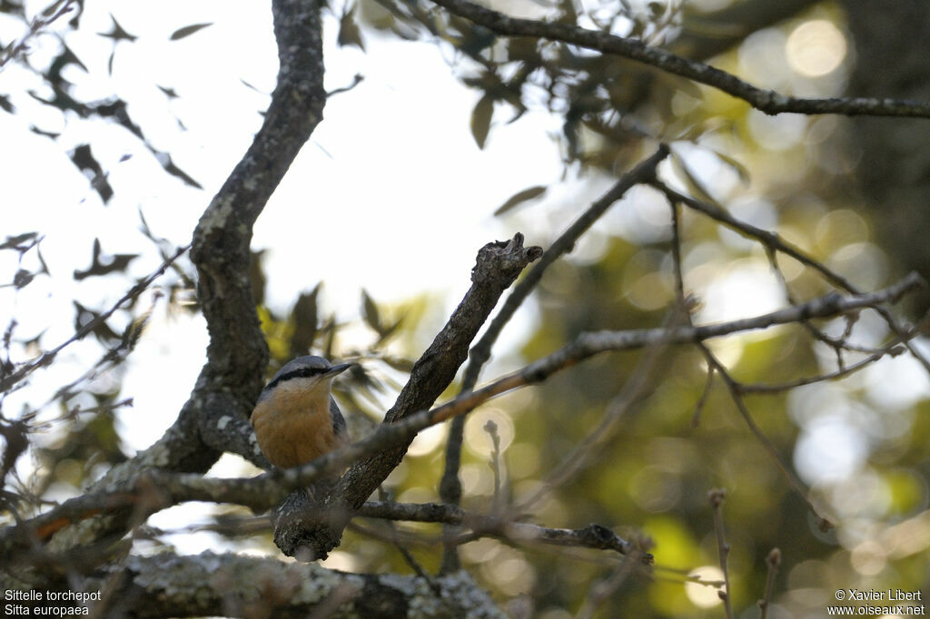 Eurasian Nuthatch male adult, identification