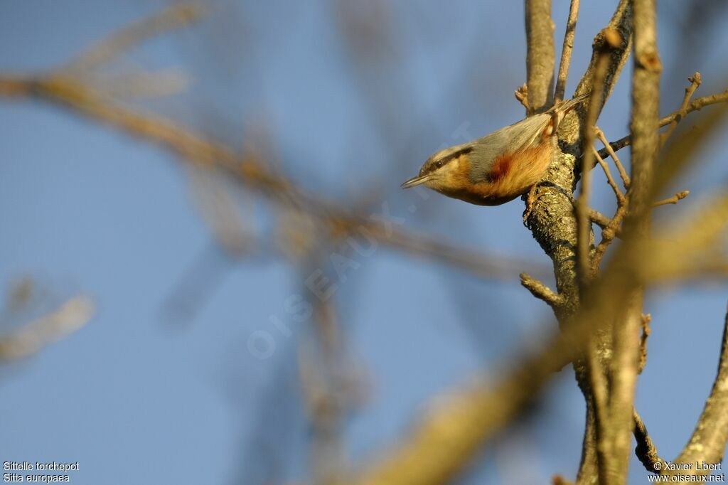 Eurasian Nuthatch male adult, identification