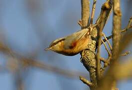 Eurasian Nuthatch