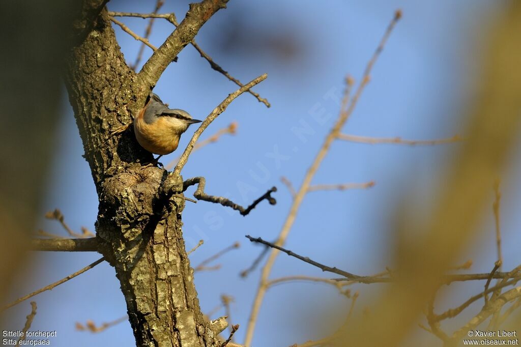 Eurasian Nuthatch male adult, identification