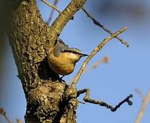 Eurasian Nuthatch