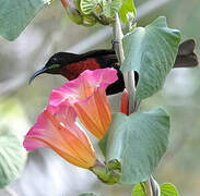 Scarlet-chested Sunbird