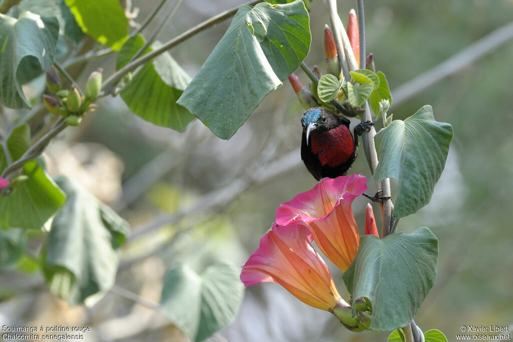 Scarlet-chested Sunbird male adult, identification