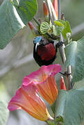 Scarlet-chested Sunbird