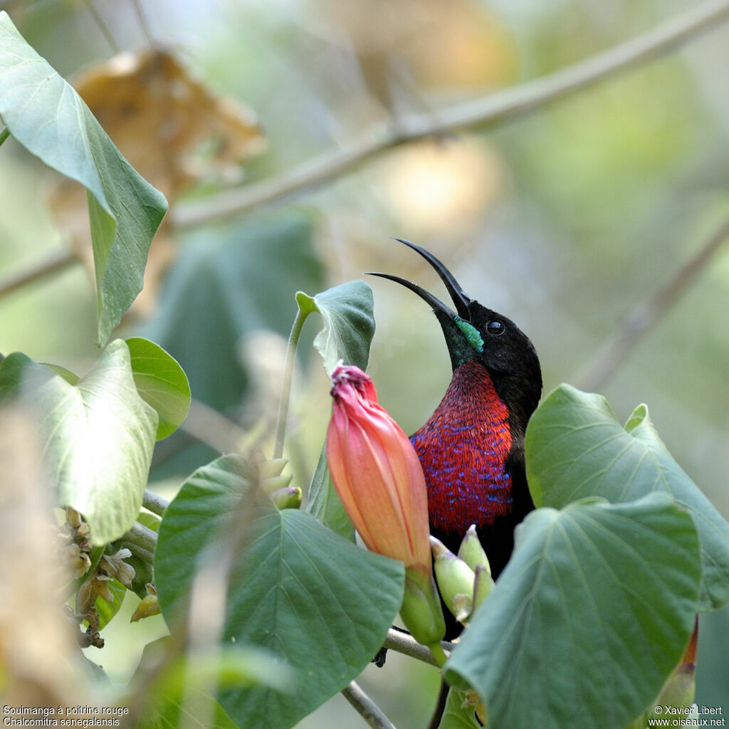 Scarlet-chested Sunbird male adult, identification