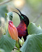 Scarlet-chested Sunbird