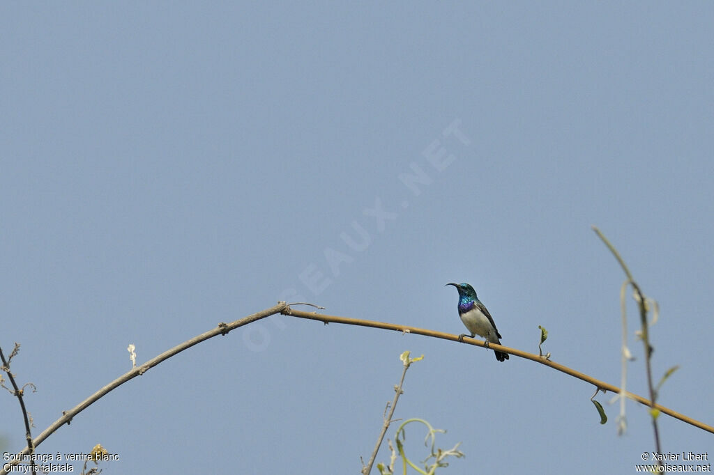 White-bellied Sunbird male adult, identification