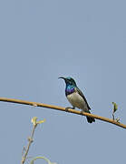 White-bellied Sunbird