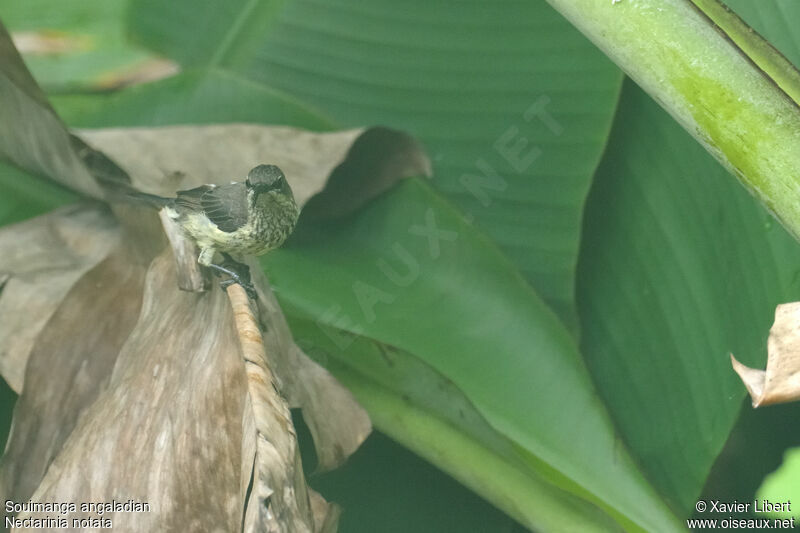 Malagasy Green Sunbird, identification