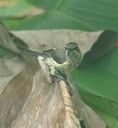 Malagasy Green Sunbird