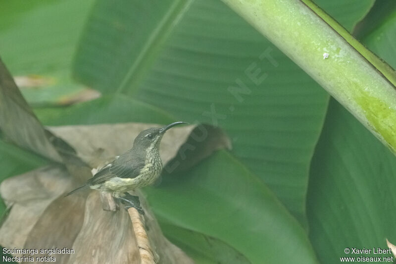 Malagasy Green Sunbird, identification