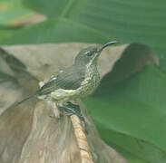 Malagasy Green Sunbird