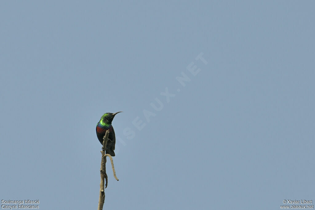 Purple-banded Sunbird male adult, identification