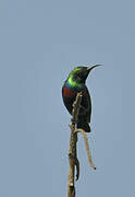 Purple-banded Sunbird