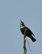 Purple-banded Sunbird