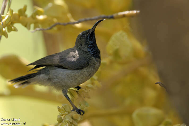 Seychelles Sunbird male adult, identification