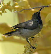 Seychelles Sunbird