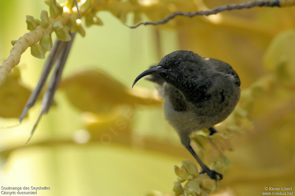 Seychelles Sunbird, identification