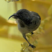 Seychelles Sunbird