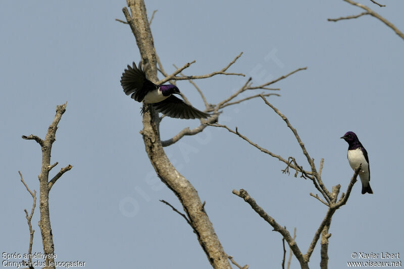 Violet-backed Starling male adult, Flight