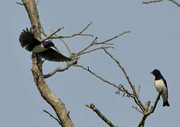 Violet-backed Starling