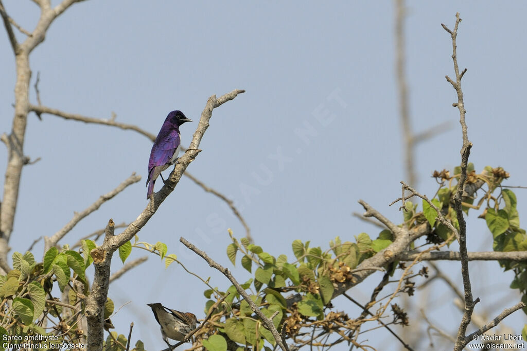 Violet-backed Starling adult, identification