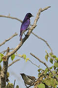 Violet-backed Starling