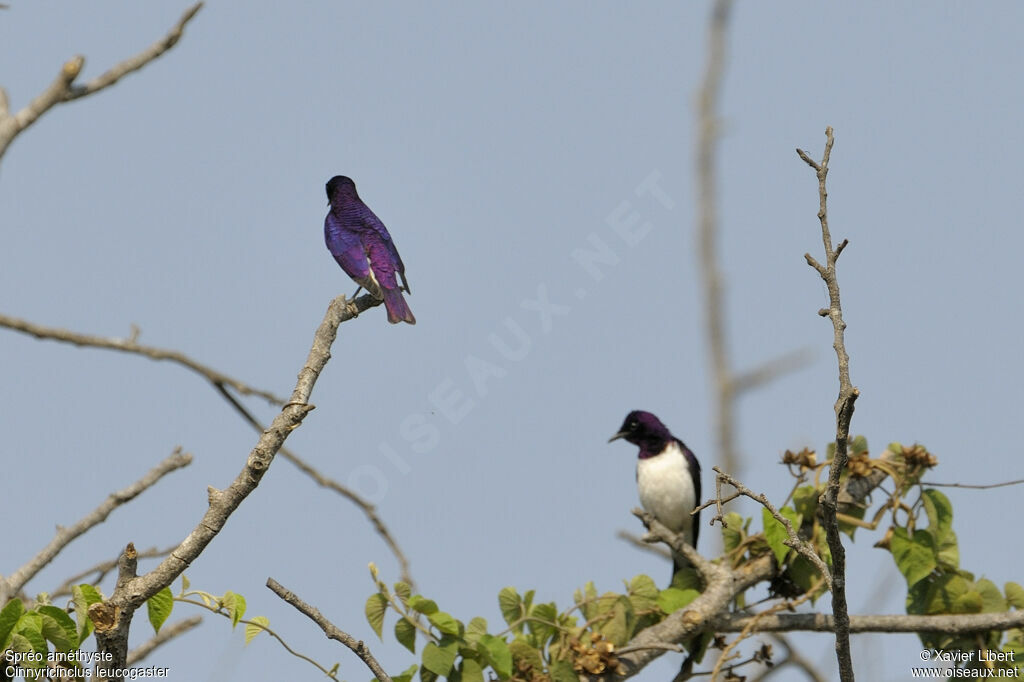 Violet-backed Starling male adult, identification