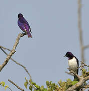 Violet-backed Starling