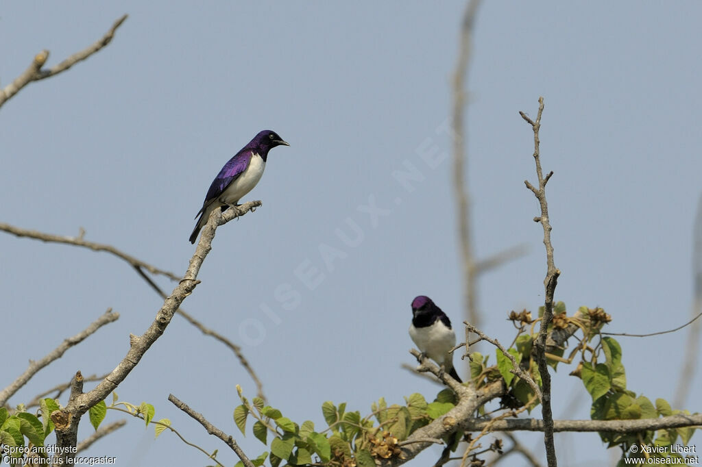 Violet-backed Starling male adult, identification