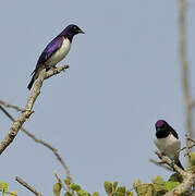 Violet-backed Starling