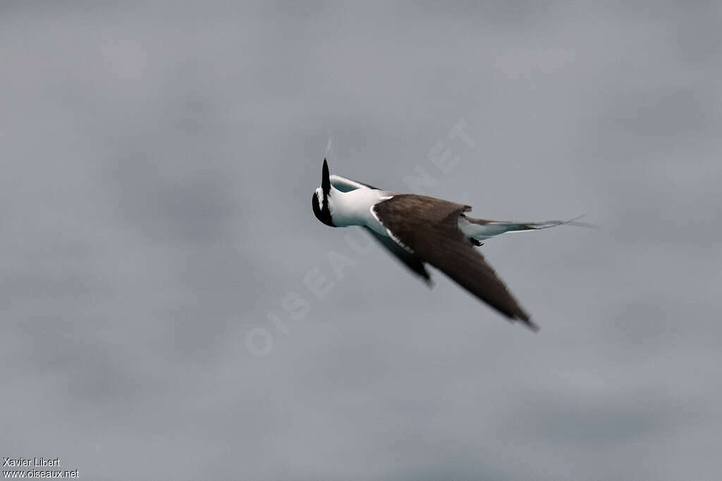 Bridled Ternadult, identification, Flight, Behaviour