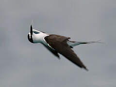 Bridled Tern