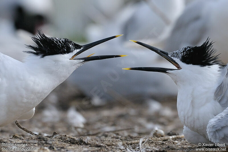 Sandwich Tern, identification, Behaviour