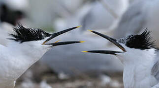 Sandwich Tern