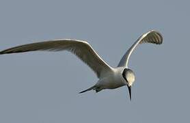 Sandwich Tern