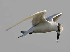 Sandwich Tern