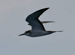 Sooty Tern