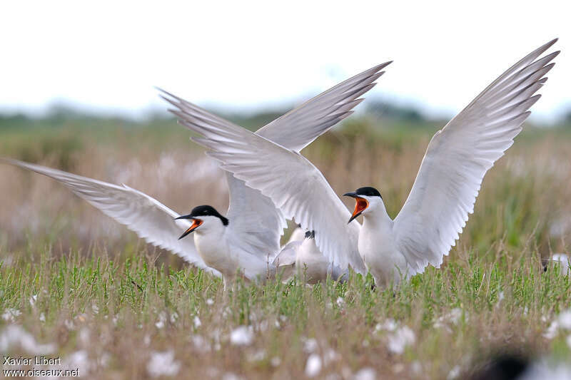 Gull-billed Ternadult breeding, pigmentation, courting display, Behaviour