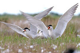 Gull-billed Tern