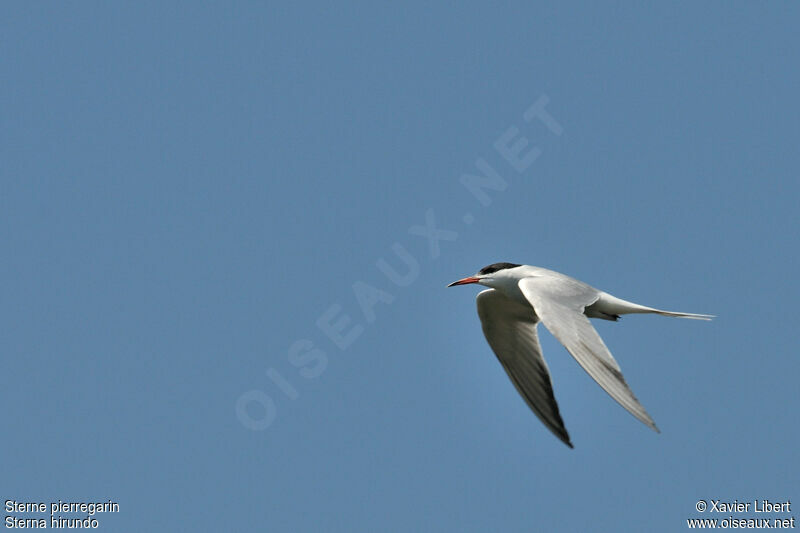 Common Ternadult breeding, Flight