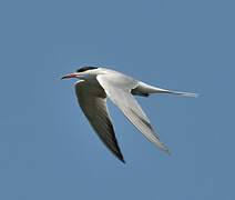 Common Tern