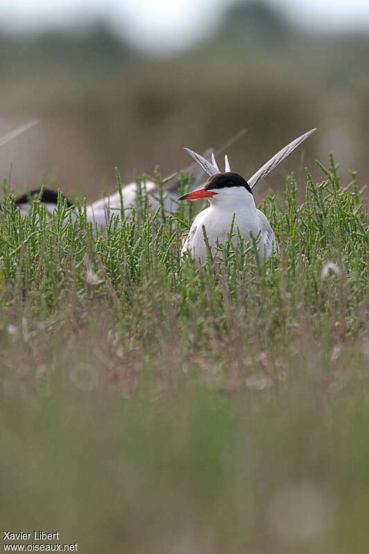 Common Ternadult breeding, Reproduction-nesting