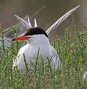 Common Tern